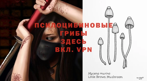 шишки Арсеньев